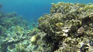 Berenice Beach Aqaba Snorkeling 2013 [upl. by Annail493]