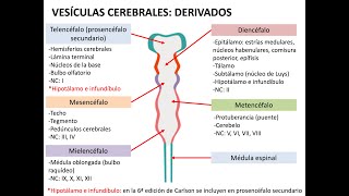 Embriología sistema nervioso 1 neurulación histogénesis y médula espinal [upl. by Alit]