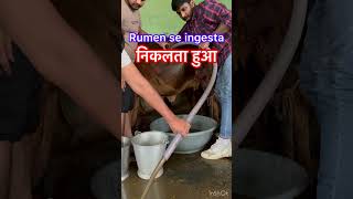 Impaction of rumen l Draining of ingesta l dr Umar khan ￼ [upl. by Orford671]