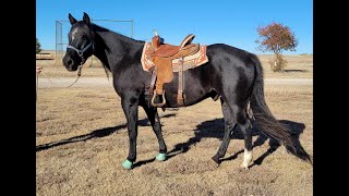 Economy Gentle Barrels Poles Ranch 2009 AQHA black gelding [upl. by Annahsat52]