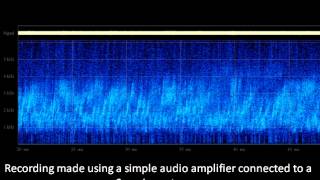 Natural Radio VLF Chourus [upl. by Sulakcin]