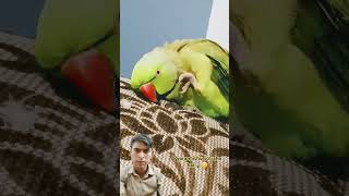 Indian ringneck parrot 🦜😳talkingparot parrot trending youtubeshorts funny cute birds [upl. by Oiramej491]