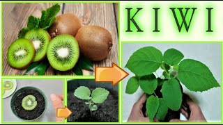 PIANTINA DI kIWI A COSTO ZERO dagli scarti del frutto how to grow kiwi tree como dar alla luz kiwi [upl. by Kcoj]