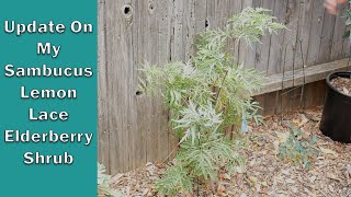 Update On My Sambucus Lemon Lace Elderberry Shrub [upl. by Asli]