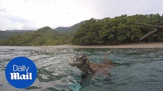 Photographer fends off wild Komodo dragon from boarding his boat [upl. by Jory179]