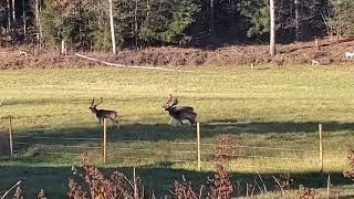 CRAZY SWEDISH FALLOW DEER Dama dama ENCOUNTER GOES WRONG GOD BLESS THEM🙏🙏 [upl. by Kcirrag]