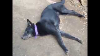 Epilepsia canina en tiempo real [upl. by Inaflahk]