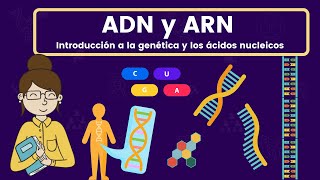 ADN y ARN ácidos nucleicos [upl. by Ybhsa]