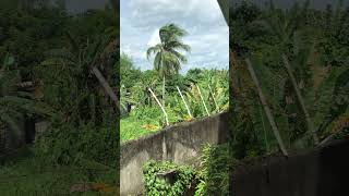 tree banana plants grass coconut wind [upl. by Erbma367]