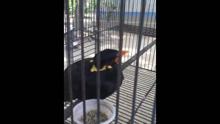 The most wonderful bird Mynah Talking Clearly in Bangla [upl. by Magdau]