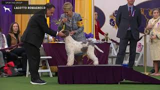 Lagotto Romagnolo  Breed Judging 2020 [upl. by Katlin]