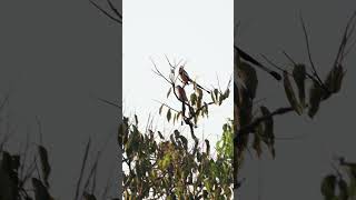 Rufous Treepie birds couple birdsvideo dating morningvibes urbanwildlife photography birding [upl. by Hardden827]