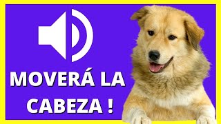 ❤ SONIDOS para PERROS para que MUEVAN La CABEZA  Ruidos y Efectos [upl. by Hite]