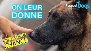 Comment sauver des chiens de labandon et leuthanasie [upl. by Ahseem]