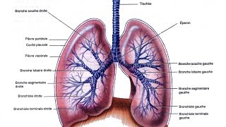 Appareil Respiratoire explication des organes clés [upl. by Etrem]