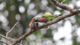 Redbreasted Parakeets [upl. by Ilenay]