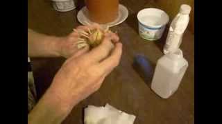 How to chip an amaryllis Hippeastrum bulb to get off sets 002 [upl. by Zea]