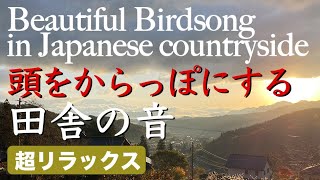 鳥のさえずりBGM【秋】瞑想・睡眠・ストレス解消・頭をからっぽにする自然音01Nature Sound in Japanese countrysideRelaxingmeditation [upl. by Acinimod]