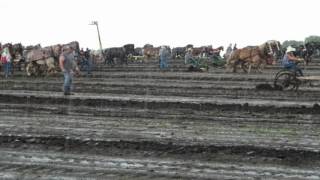 Horse Plowing World Record part 1 [upl. by Lorianna]