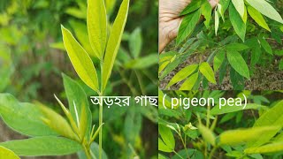 অড়হর গাছ Pigeon pea গাছের সঙ্গে আজ তোমাদের পরিচয় করিয়ে দেবো । rooftopgarden viralvideo [upl. by Lipman]