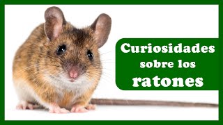 🐭 Lo que no sabes sobre los ratones 13 Curiosidades [upl. by Goulder497]