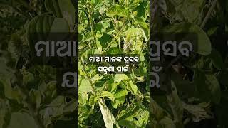 ମାଆମାନଙ୍କର ପ୍ରସବ ଉଦ୍ଧାର ପାଇଁ helthHarbelHomeRemadesTrandingShortViralsubescribe [upl. by Imogene]