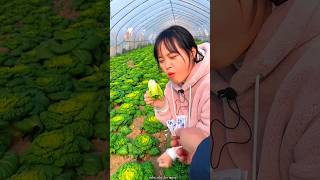 Fresh Green Bok Choy Harvest from Farm  Amazing Fresh Vegetables shorts satisfying [upl. by Wartow149]