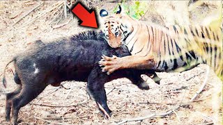 15 Locas Peleas de Animales Captadas en Cámara Leon VS Jabalí [upl. by Schalles]