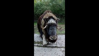 Musk Ox [upl. by Ortensia]