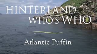 Hinterland  Whos Who  Atlantic Puffin [upl. by Jameson]