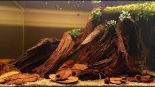 DRIFTWOOD tannins  3 ways to remove TANINS FROM driftwood [upl. by Hadeehsar888]