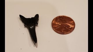 Hunting Sharks Teeth Low Tide vs High Tide  69 Total Shark Teeth Fossils [upl. by Ekoorb896]