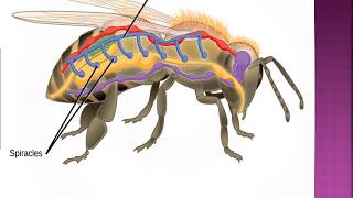 Classes of Phylum ArthropodaCirripedia Copepoda  Pycnogonida Arachnida [upl. by Celka205]