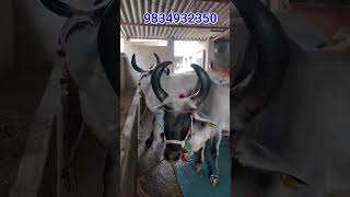 Kankrej amp Gir Cow For Sale In Hyderabad cow [upl. by Terri43]