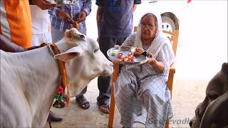 Cow Worship By Mata Ji 03052017  Gau Pooja  Devi Chitralekhaji [upl. by Enihpesoj697]