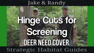 Hinge Cutting Trees for Deer to Create Cover and Screening From Public Land In Northern Michigan [upl. by Fairleigh629]