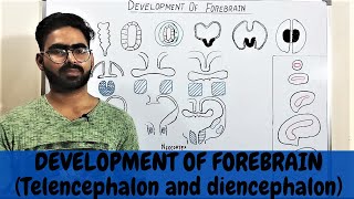 DEVELOPMENT OF FOREBRAIN  TELENCEPHALON AND DIENCEPHALON EMBRYOLOGY [upl. by Endres]