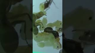 Young Ant Colony antkeeping insects shorts [upl. by Wait421]