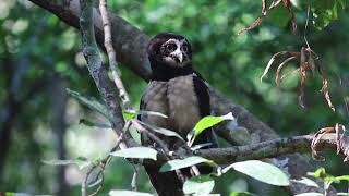 Spectacled Owl  Pulsatrix perspicillata [upl. by Toogood]