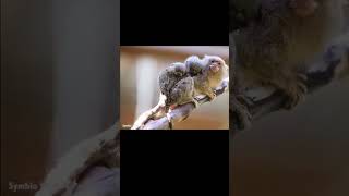 Pygmy Marmoset Monyet Terkecil di Dunia [upl. by Joy]