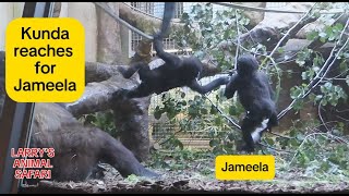 Baby Gorilla  Jameela and Kunda Playing 6 gorillas [upl. by Ahkos272]