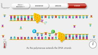 Animated PCR Real Time qPCR procedure [upl. by Channa]