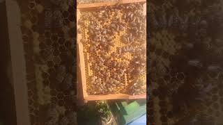 Finde die BIENENKÖNIGIN 🐝👑 [upl. by Bell]