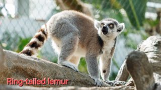 RingTailed Lemur nature wildlife ringtailedlemur [upl. by Elrod74]