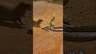 The battle between the flatheaded brother and the cobra Xiaoluge Animal fighting power compet [upl. by Ayinat440]