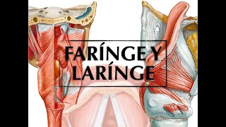 FARINGE Y LARINGE [upl. by Armbrecht]