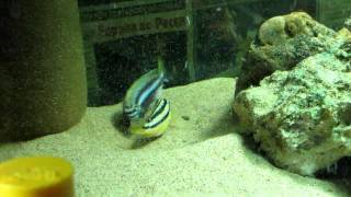 Melanochromis Auratus fight [upl. by Arebma]