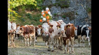 Désalpe dans le Jura vaudois [upl. by Sherwood914]