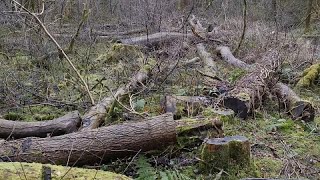 UN meeting on saving planets biodiversity kicks off [upl. by Fina]