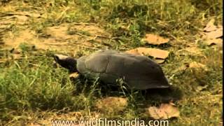 Turtle in Corbett crawls alone [upl. by Dorolisa]